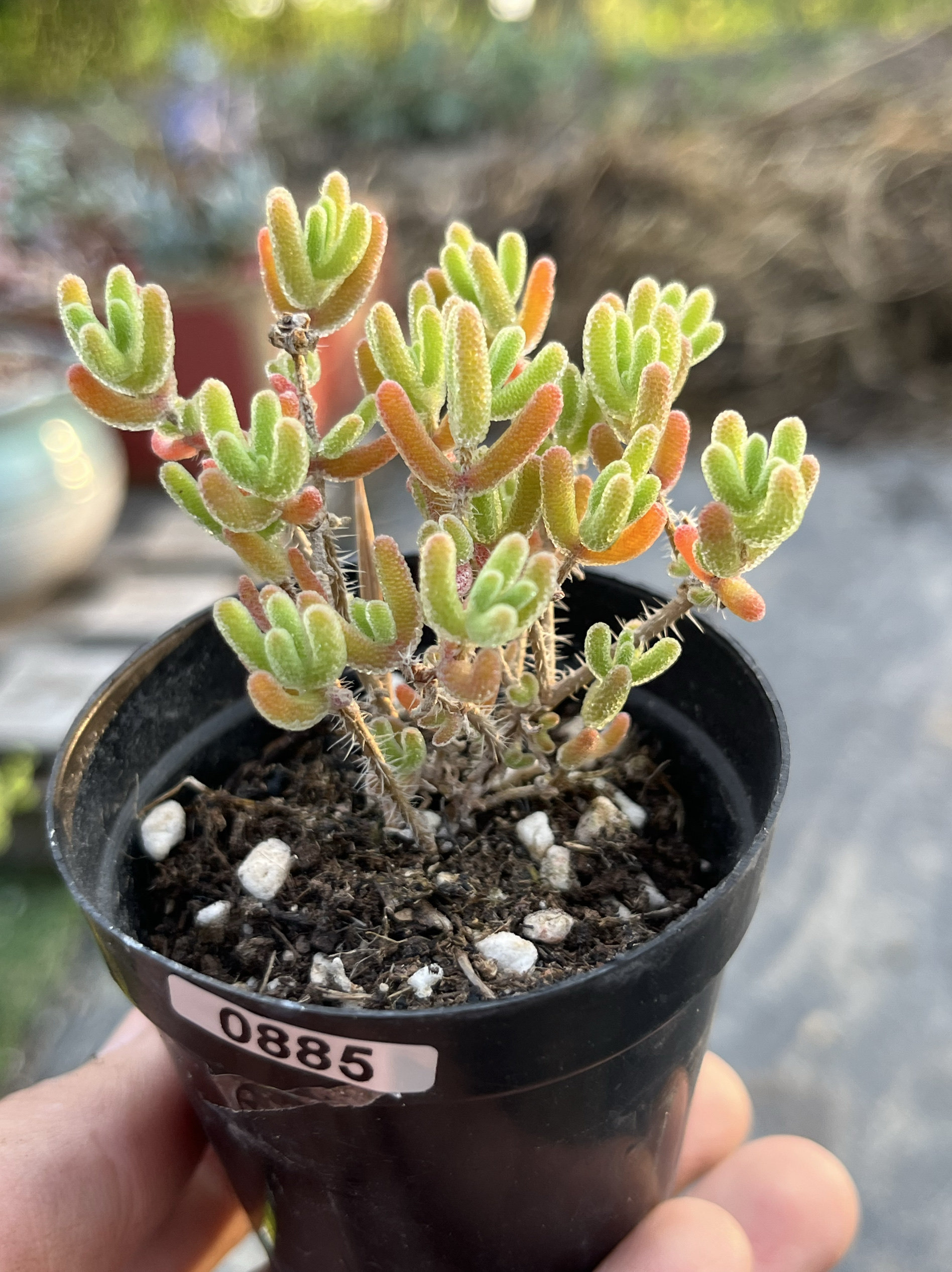 冰橙枝干番杏拇指小老桩多肉植物小树型一物一拍