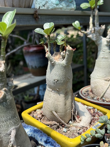 沙漠玫瑰萝卜腿老桩开花室内阳台花卉绿植盆栽植物一物一拍