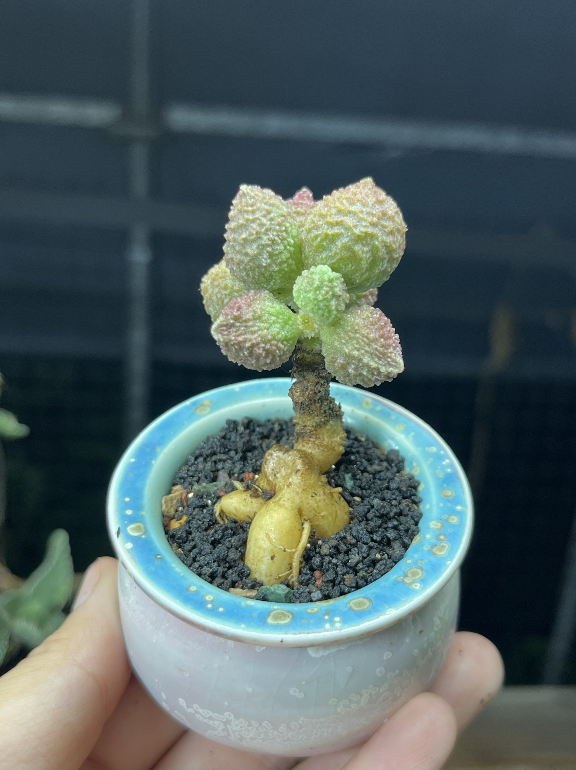 大疣翠绿石老桩荔枝皮大疣水泡大块根丛林小树形多肉植物一物一拍