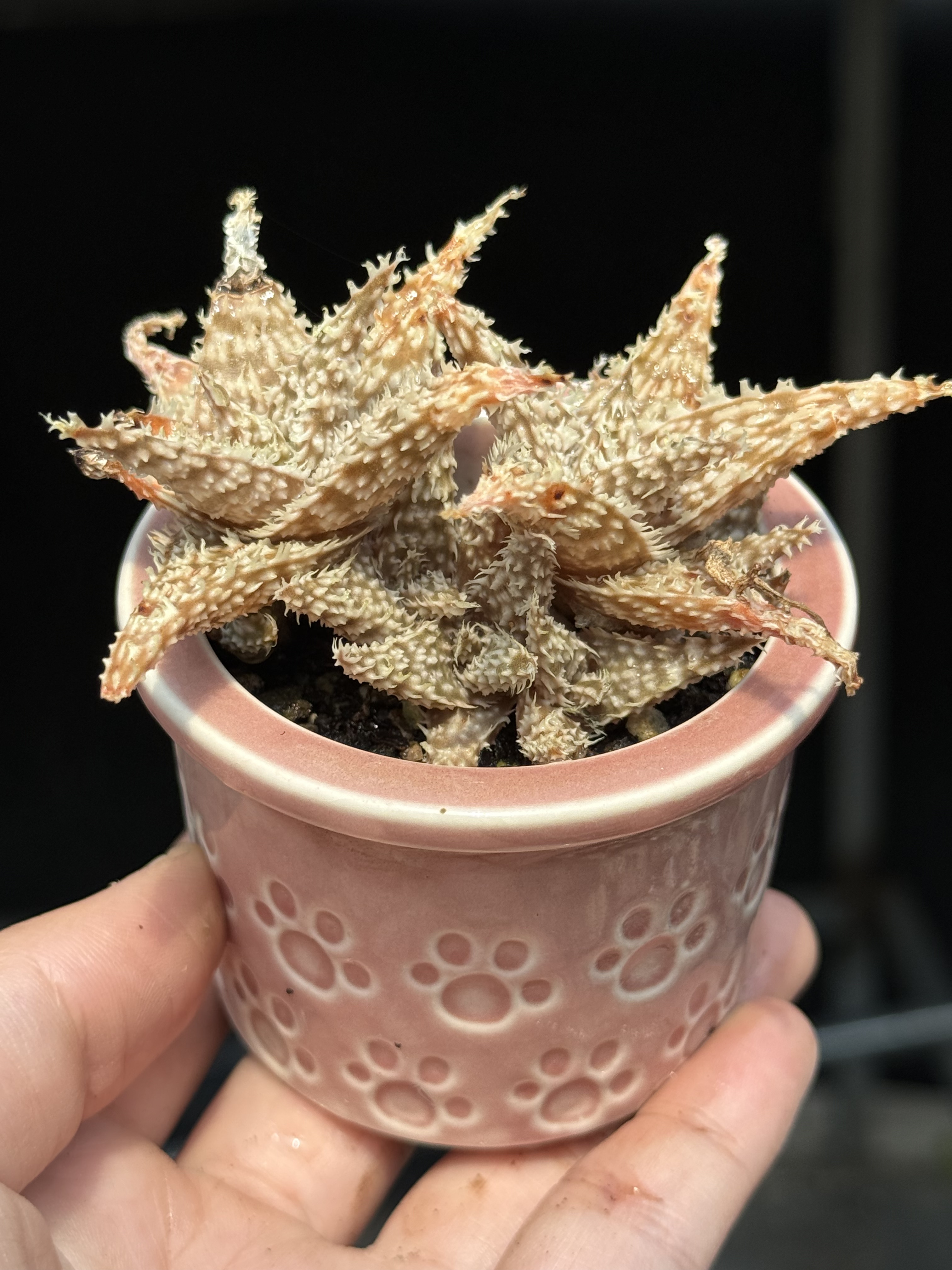 含盆，超级芦荟园艺芦荟多肉植物不同季节不同颜色 一物一拍