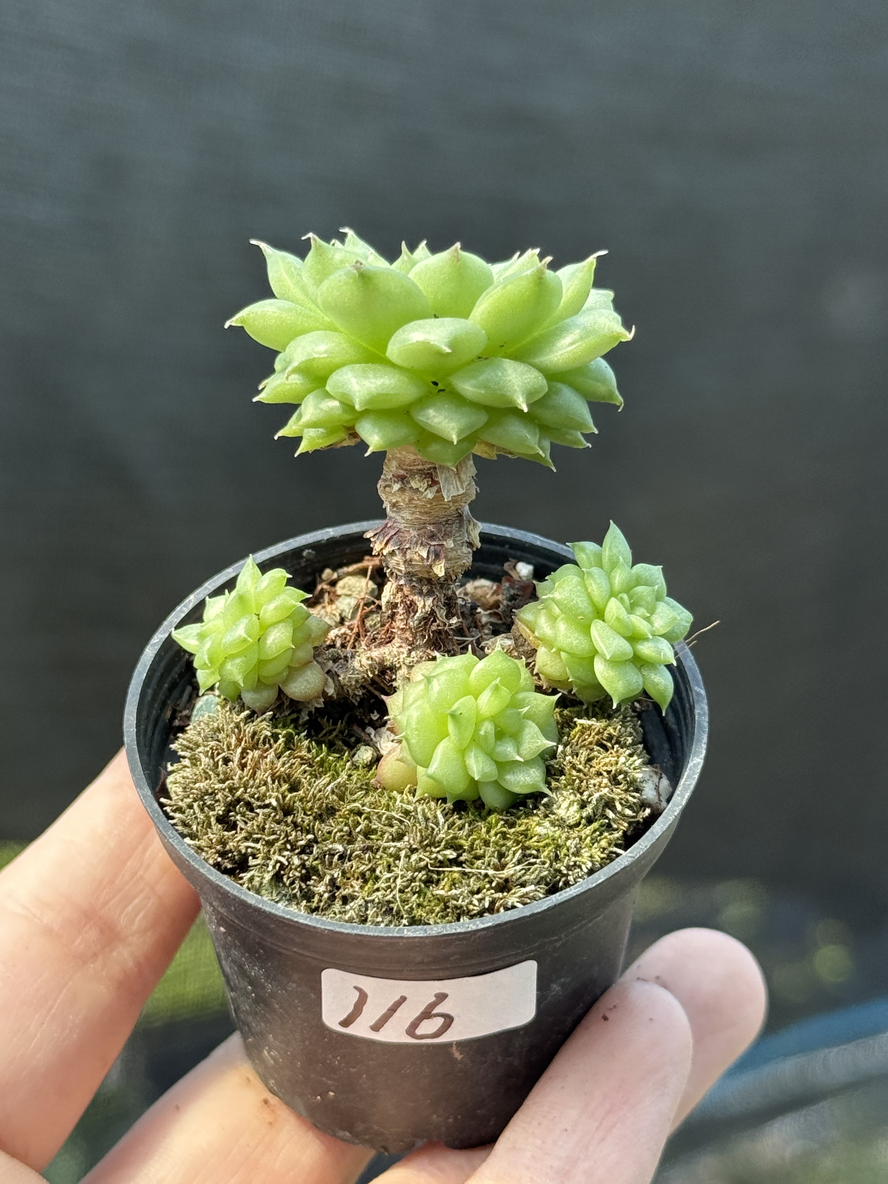 冰葡萄绿水鬼优选个体多肉植物小老桩一物一拍