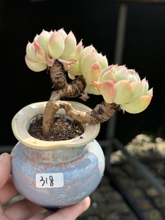 含盆 草莓冰贝瑞多肉老桩植物一物一拍