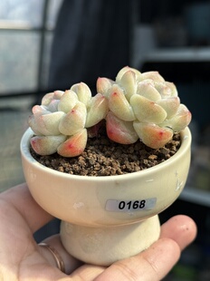 含盆,白底糖心冰玉小老桩多肉植物单头双头精控养果冻色一物一拍