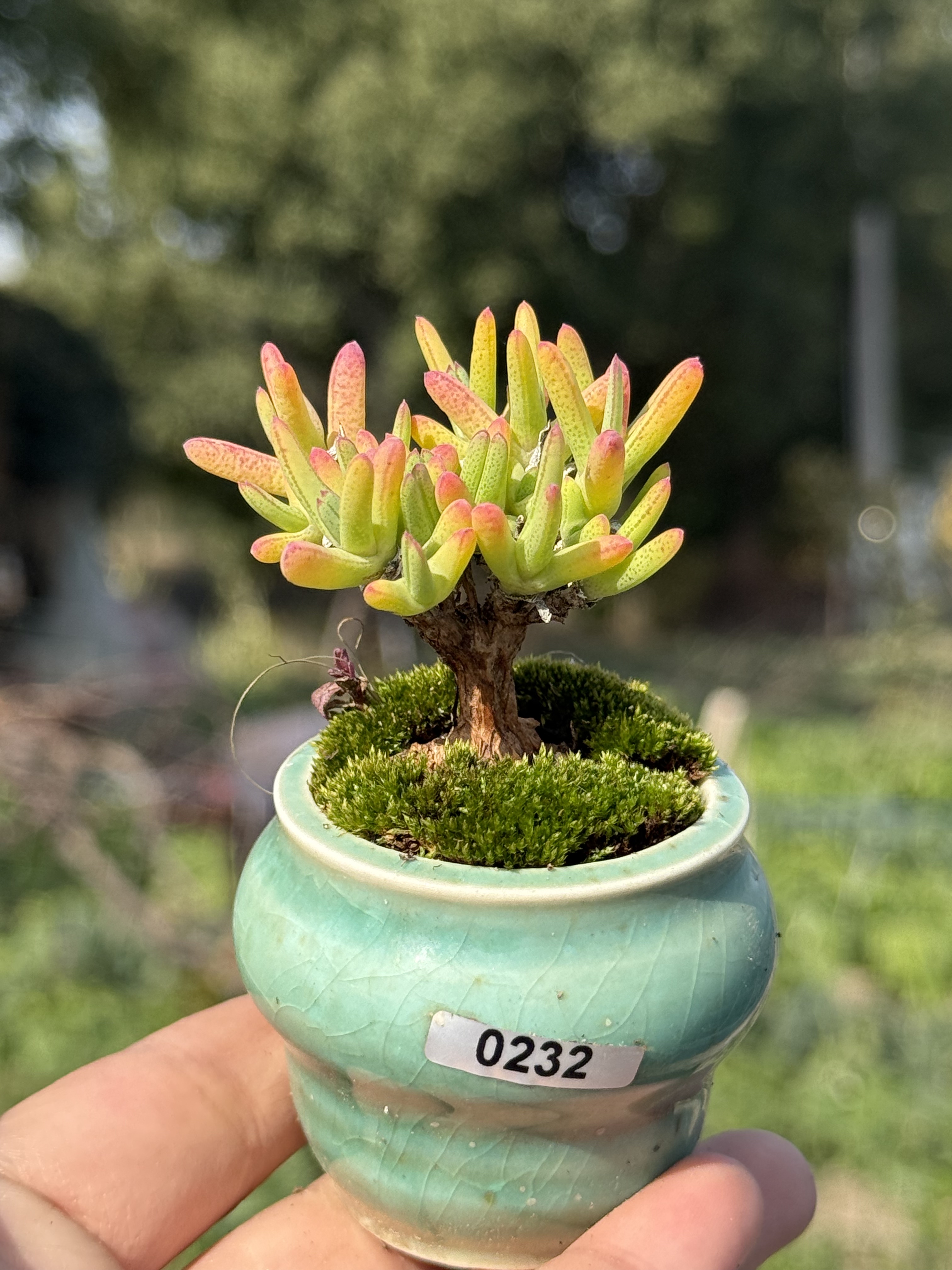 含盆，紫霄木枝干番杏小老桩多肉植物稀有植物一物一拍