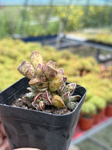 清棚处理 紫库博水泡多肉植物老桩