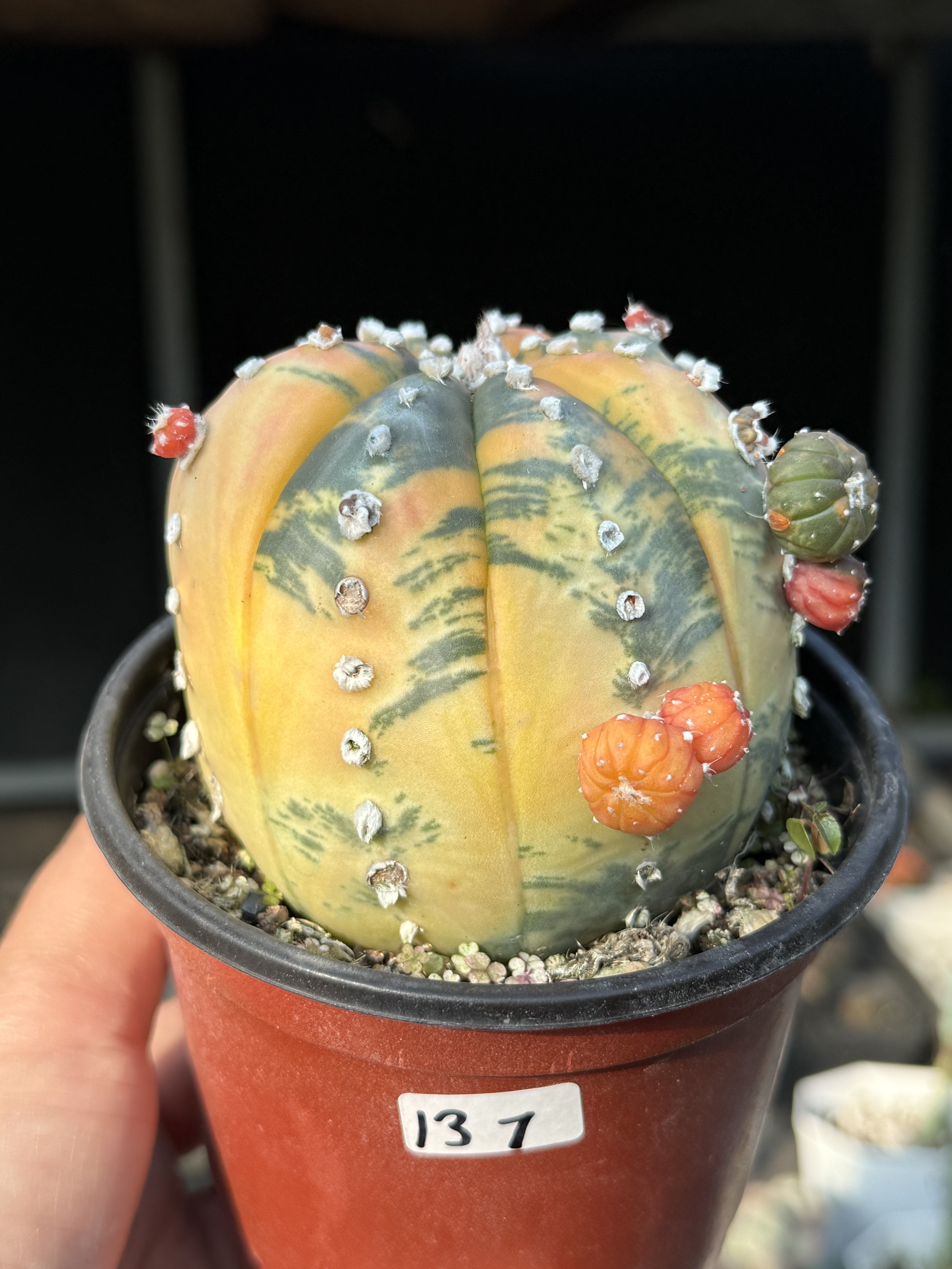 大兜锦仙人球实生星兜锦多肉植物嫁接无刺开花小盆栽南瓜一物一拍