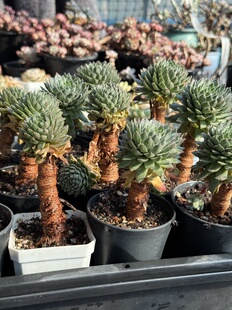 长生草多肉植物观音莲座老桩耐冻耐干旱一物一拍