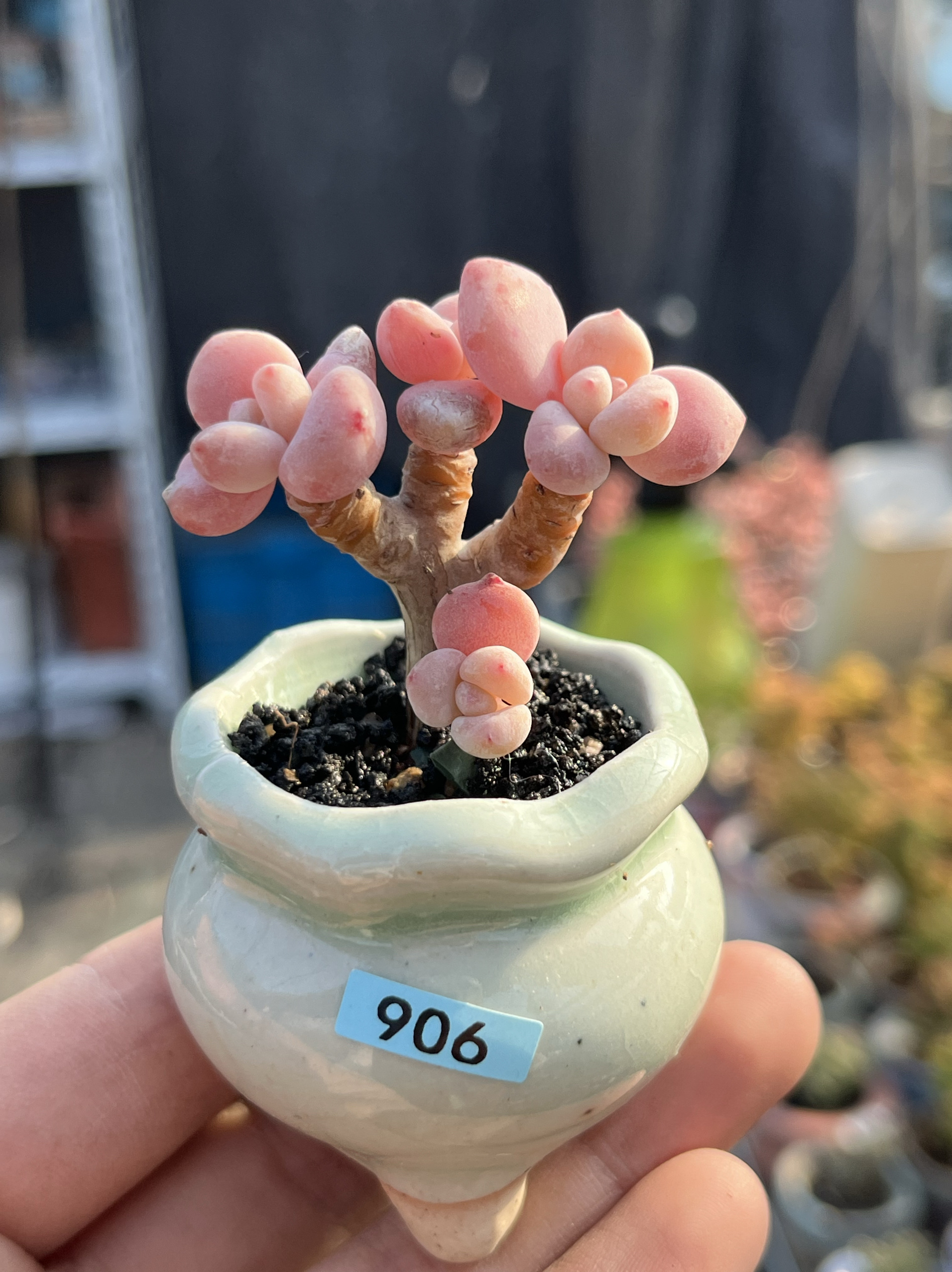 含盆，香水洛神粉洛神多肉植物爱爆芽控养小老桩状态好一物一拍