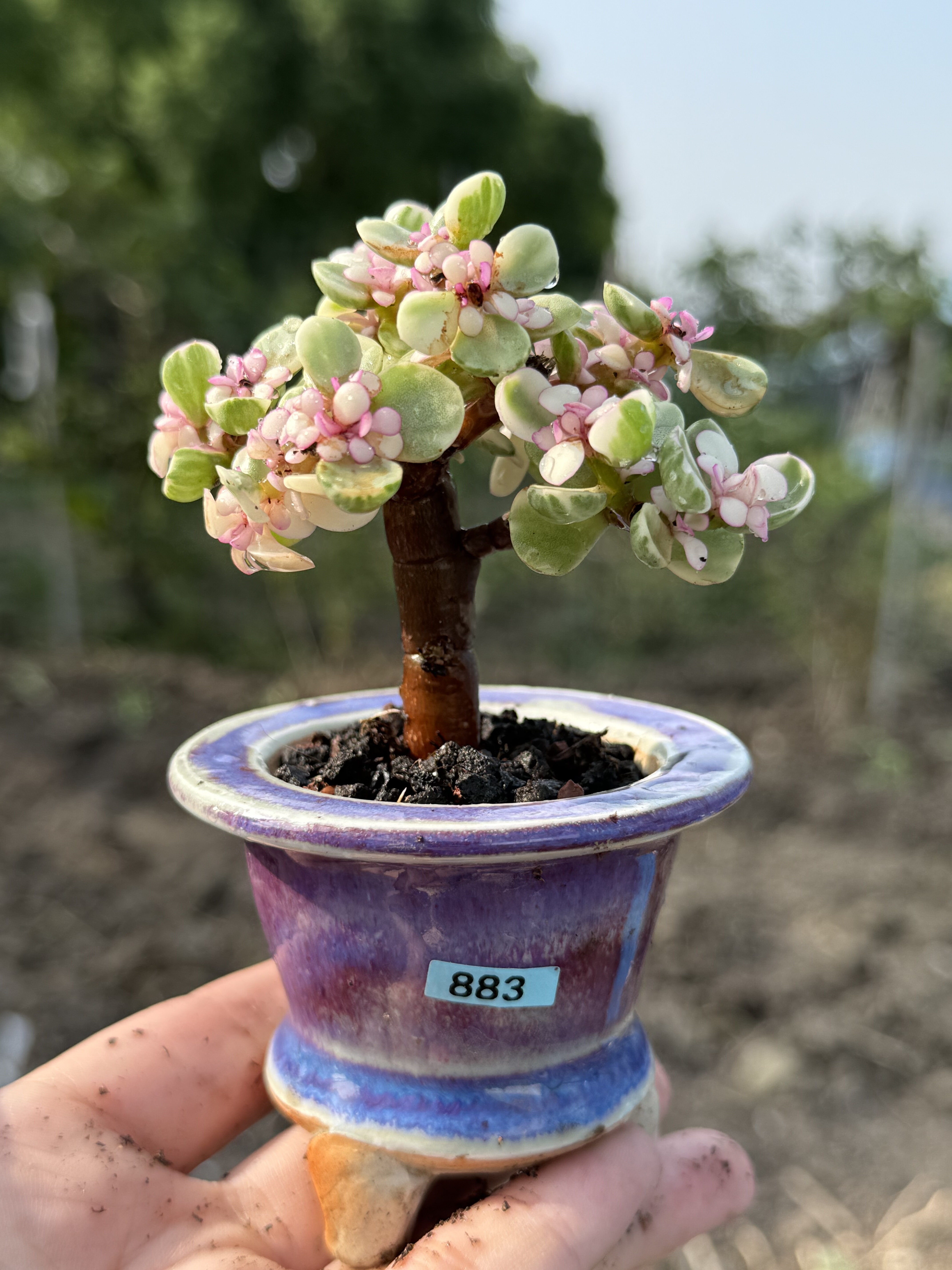 含盆，雅乐之舞锦金枝玉叶多肉植物精控小老桩盆景一物一拍