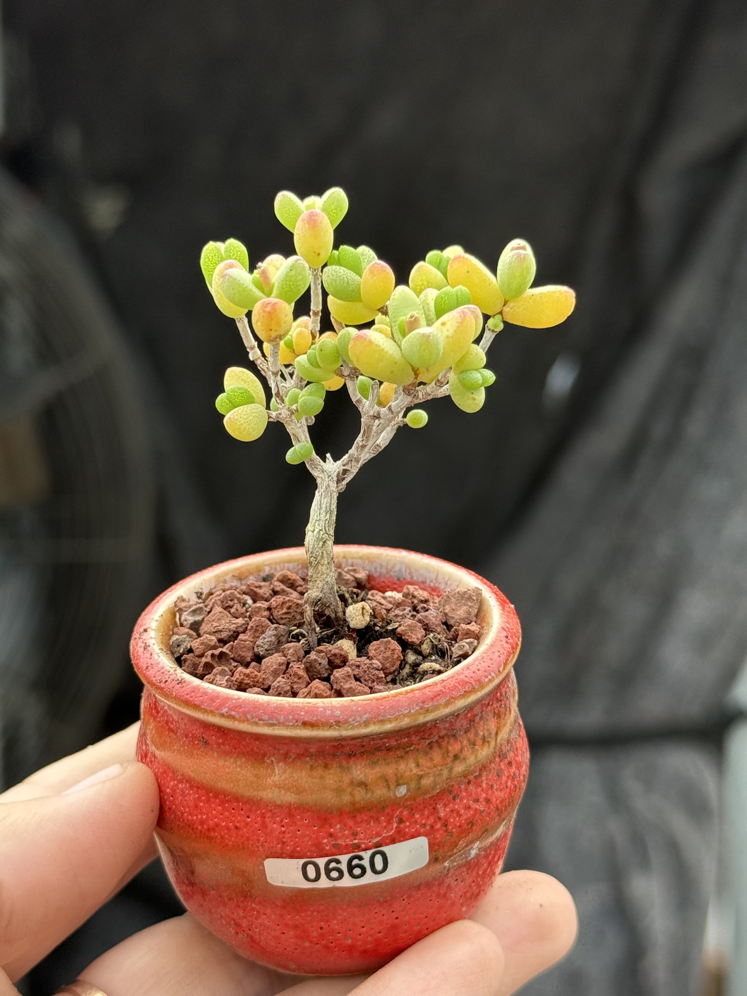 爱心元宝枝干番杏多肉植物控养小老桩一物一拍