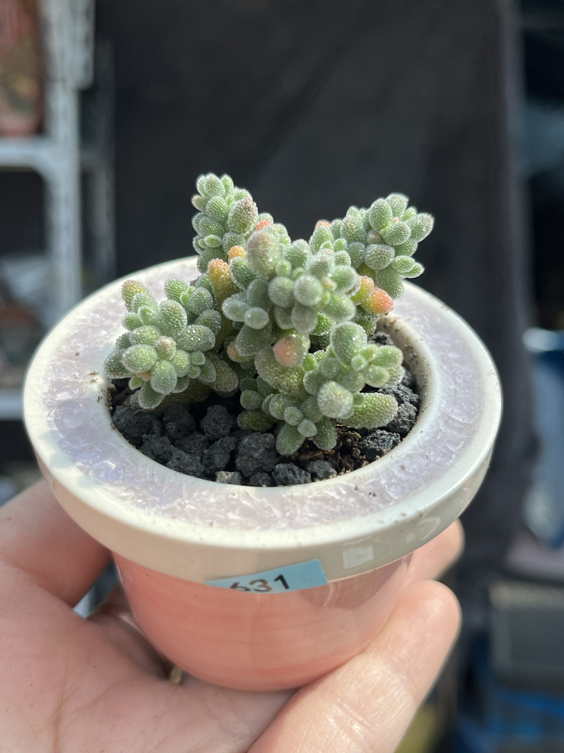 含盆 处理实生粉冰晶枝干番杏多肉植物拇指小老桩小树形一物一拍