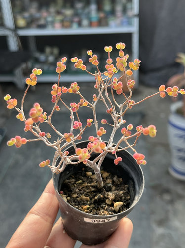 含盆，糖球糊斑虎斑锦糖球锦枝干番杏老桩多肉植物一物一拍