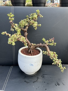 雅乐之舞锦金枝玉叶多肉植物悬崖造型超大老桩盆景一物一拍45包邮