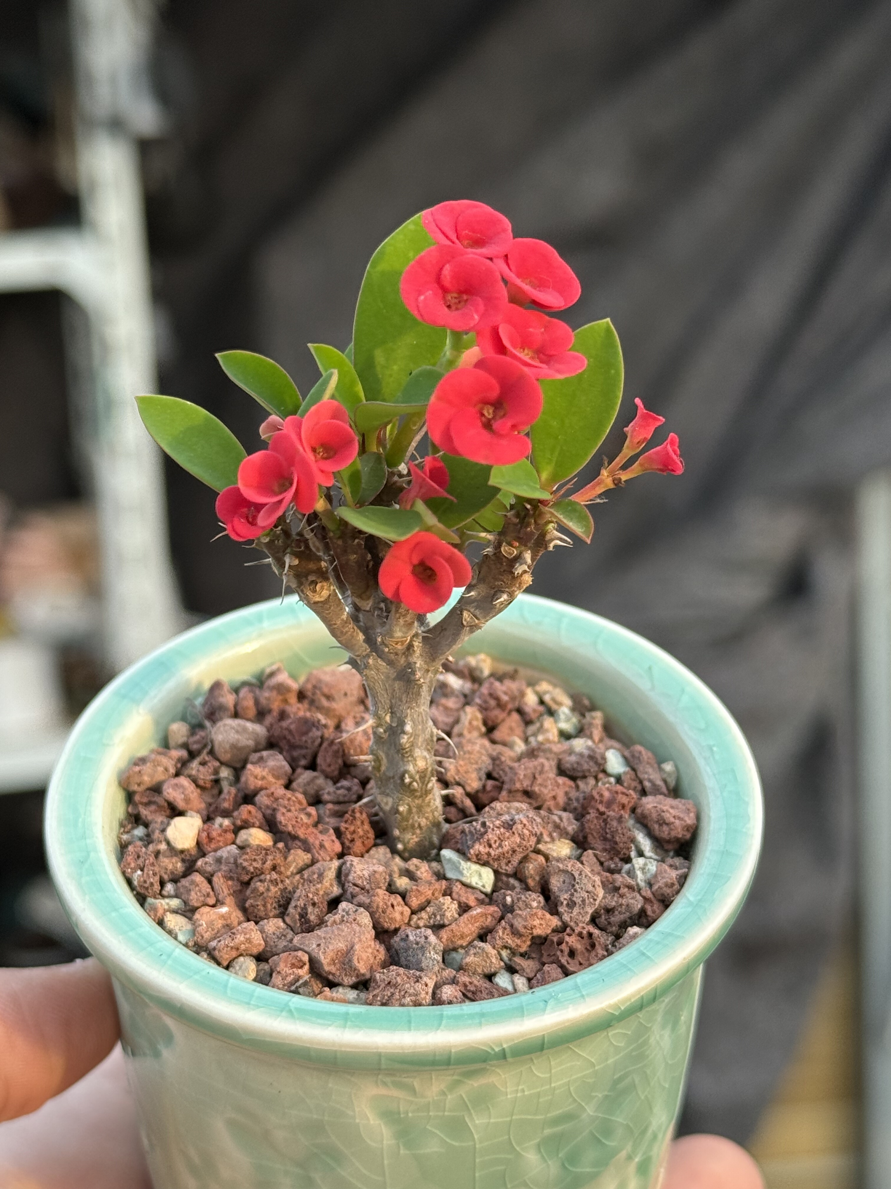 沙漠海棠虎刺梅铁海棠刺梅室内办公室阳台开花绿植好养一物一拍
