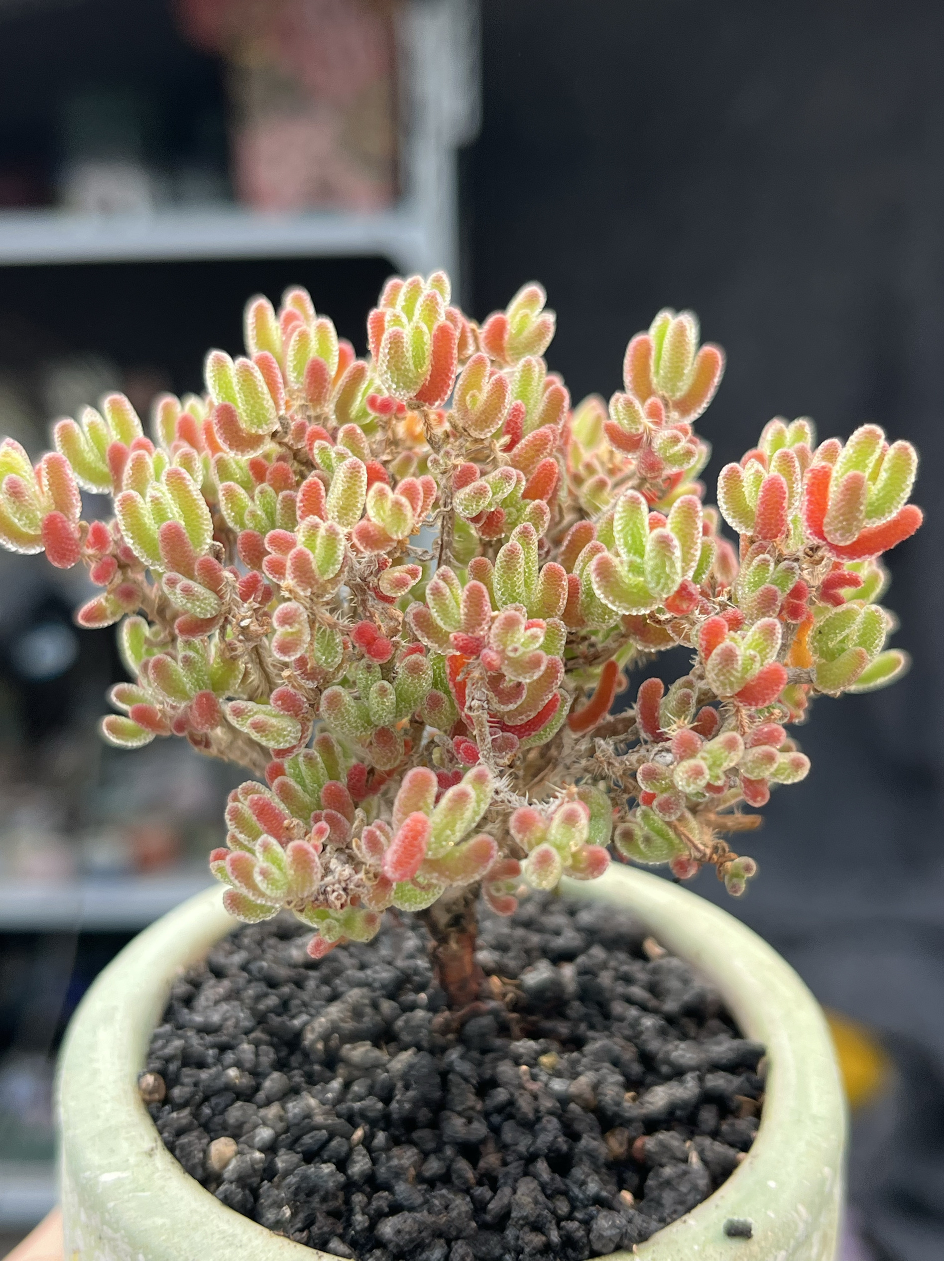 清棚处理 冰橙枝干番杏拇指小老桩多肉植物小树型一物一拍