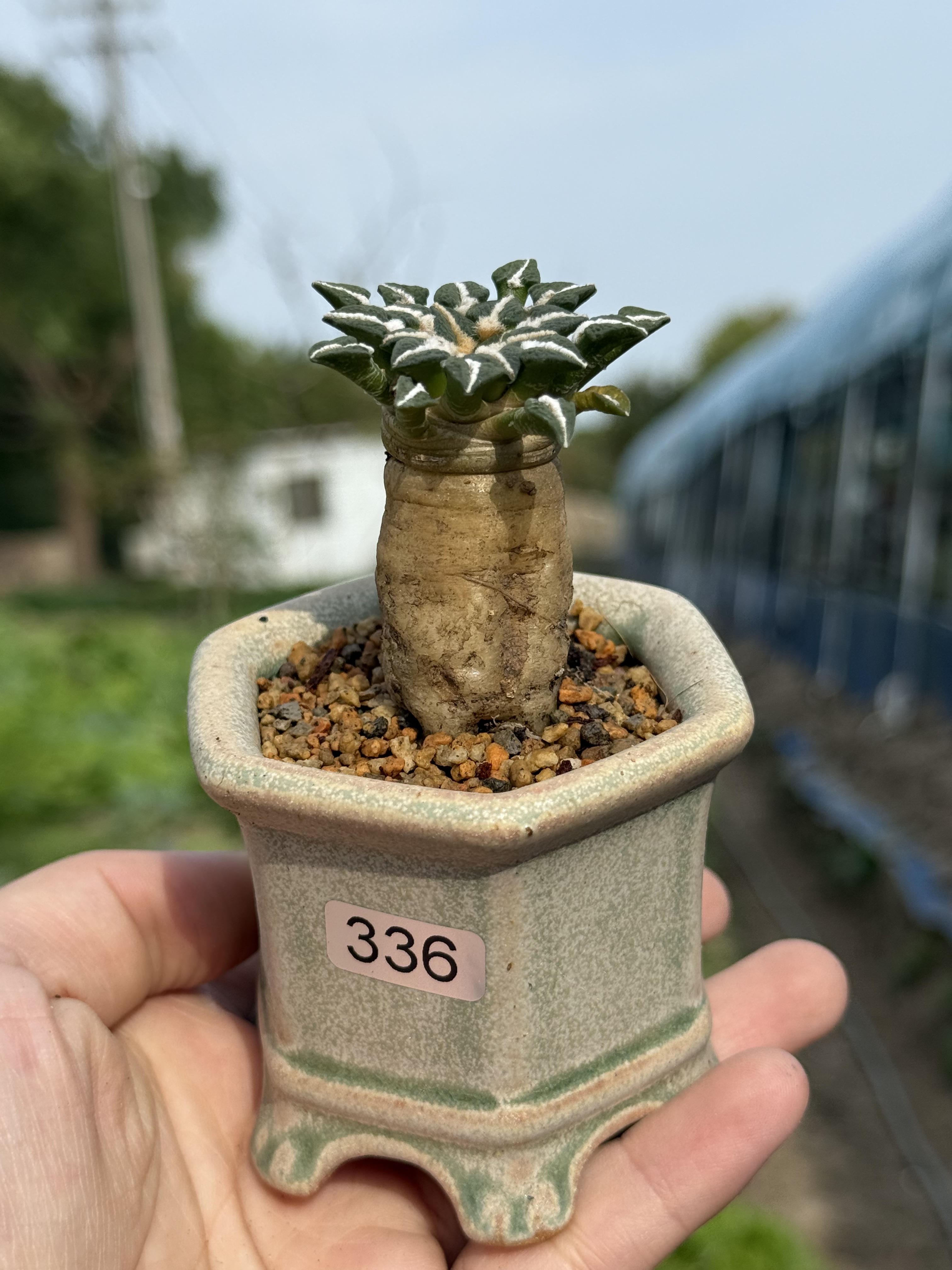 黑牡丹实生萝卜根仙人球属多肉植物潮流块根植物一物一拍