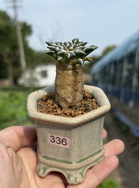 黑牡丹实生萝卜根仙人球属多肉植物潮流块根植物一物一拍