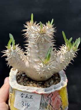 象牙玉 Pachypodium eburneum 块根多肉植物稀有一物一拍