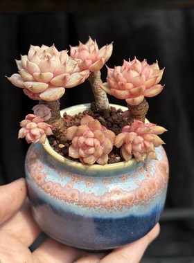 苯巴蒂斯小和锦小老桩多肉植物