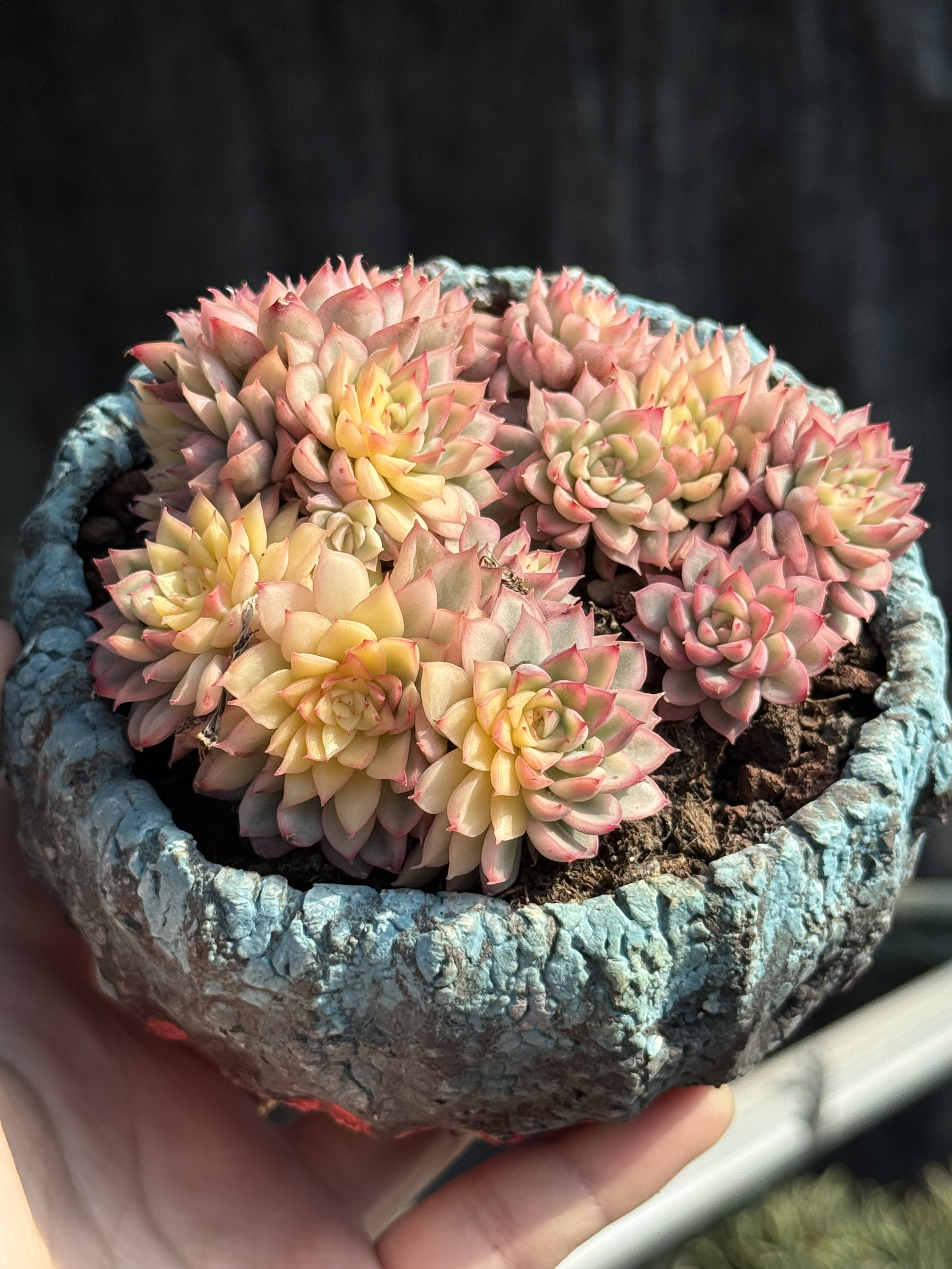 含盆 女雏锦手捧花小老桩多肉植物果冻体暗纹精控群生一物一拍