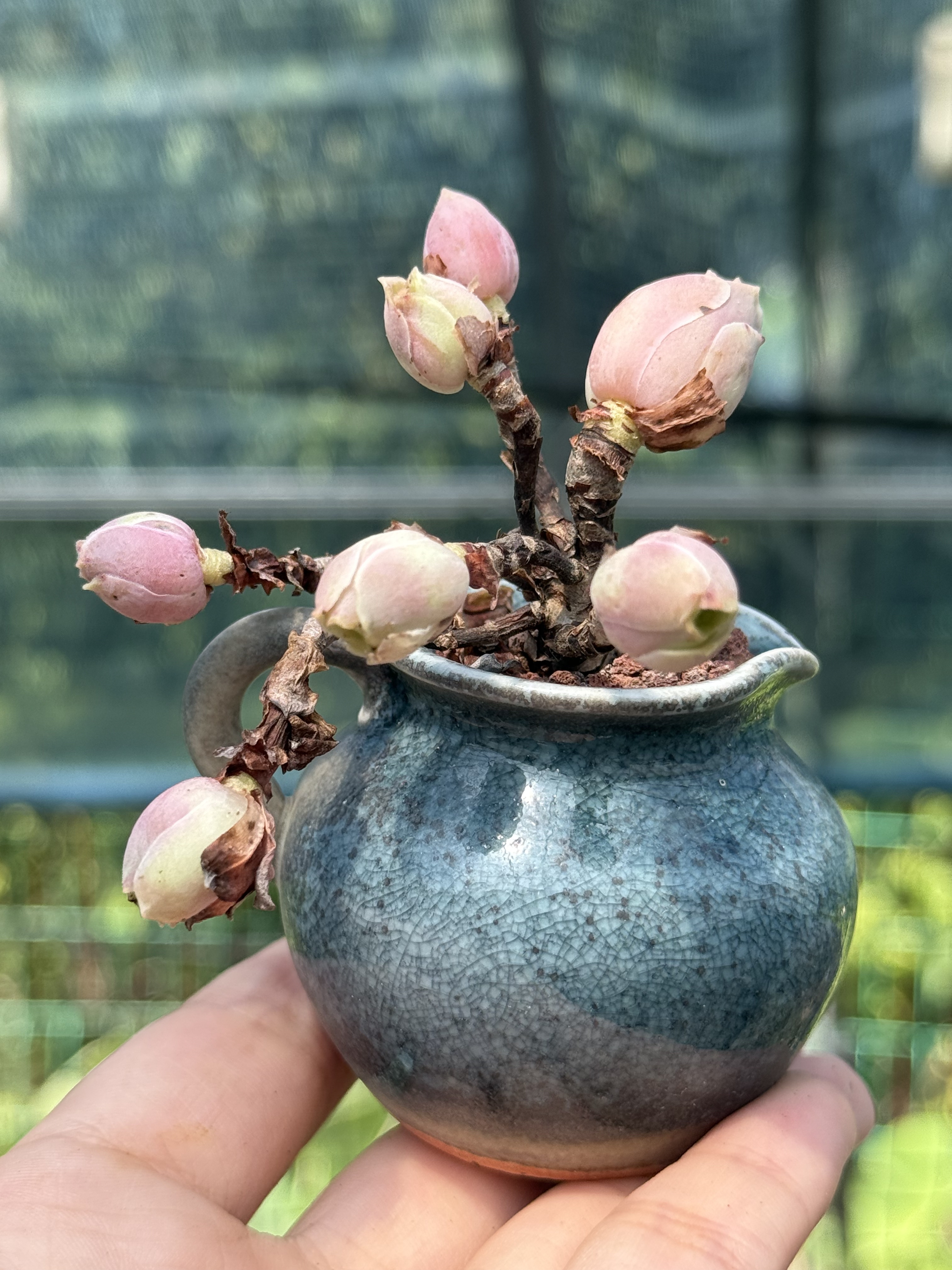 含盆，迷你小老桩虎皮玫瑰丝绒玫瑰帕尔玛玫瑰多肉植物一物一拍