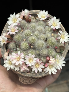 开花中  银蝶手捧花群生迷你仙人球会开小粉花多肉植物一物一拍