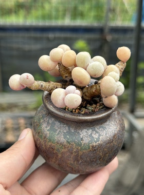 蛋黄奶酪老桩多肉植物精控小老桩一物一拍