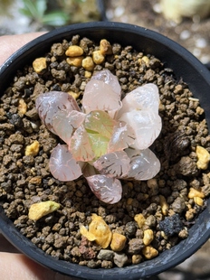 冰灯玉露锦十二卷多肉植物大窗粉色紫系一物一拍