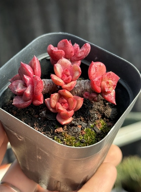 夏伯特夏普特多肉植物精控养状态好盆栽红色多肉一物一拍