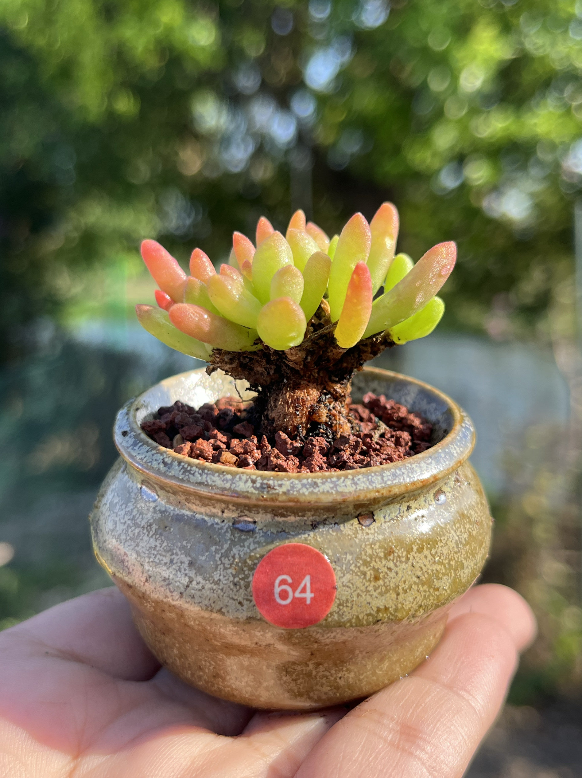 白露枝干番杏块根拇指小老桩多肉植物提根造型一物一拍