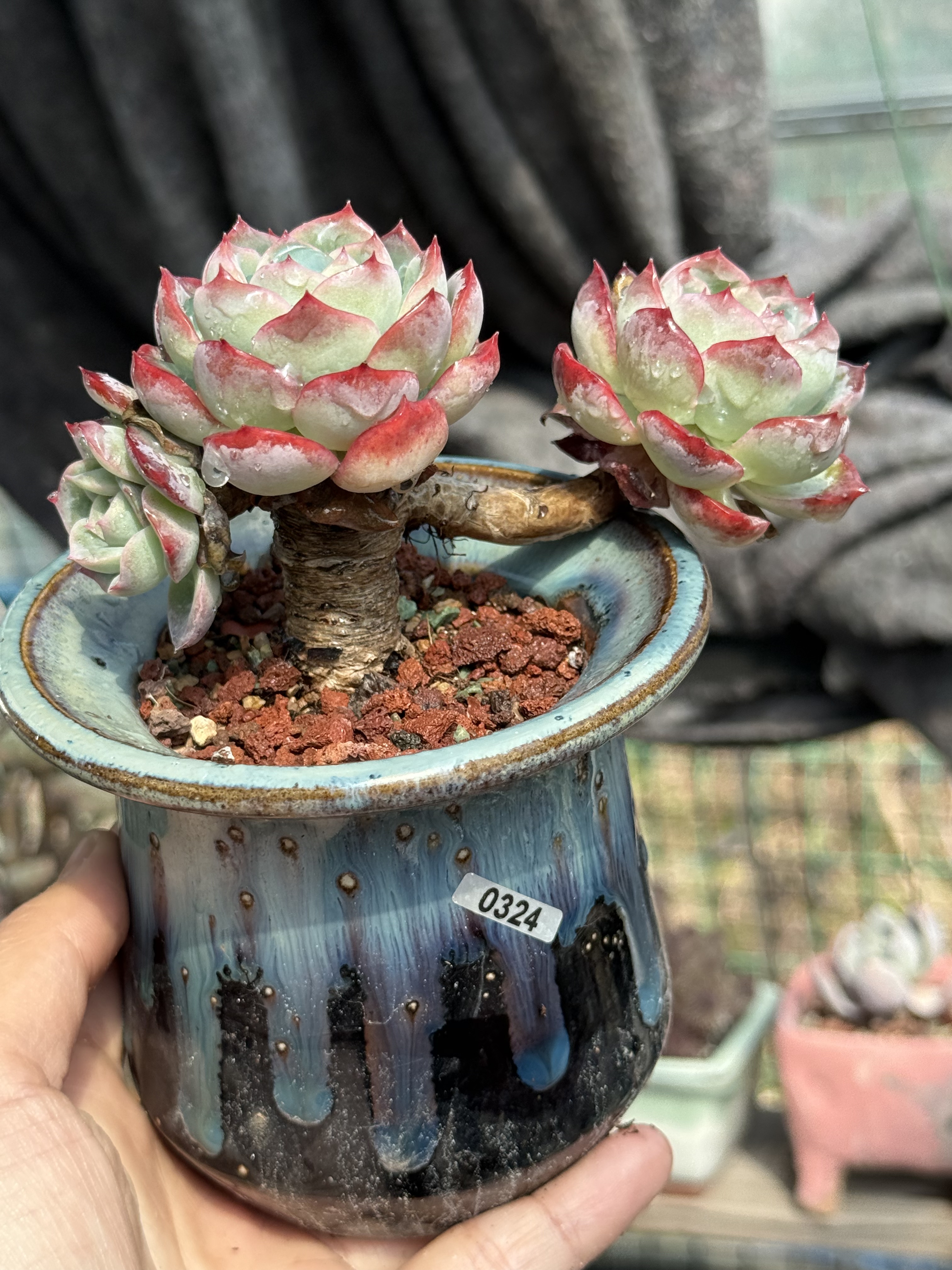 含盆，水莲精品稀有果冻色控养木质老桩一物一拍净化空气莲花