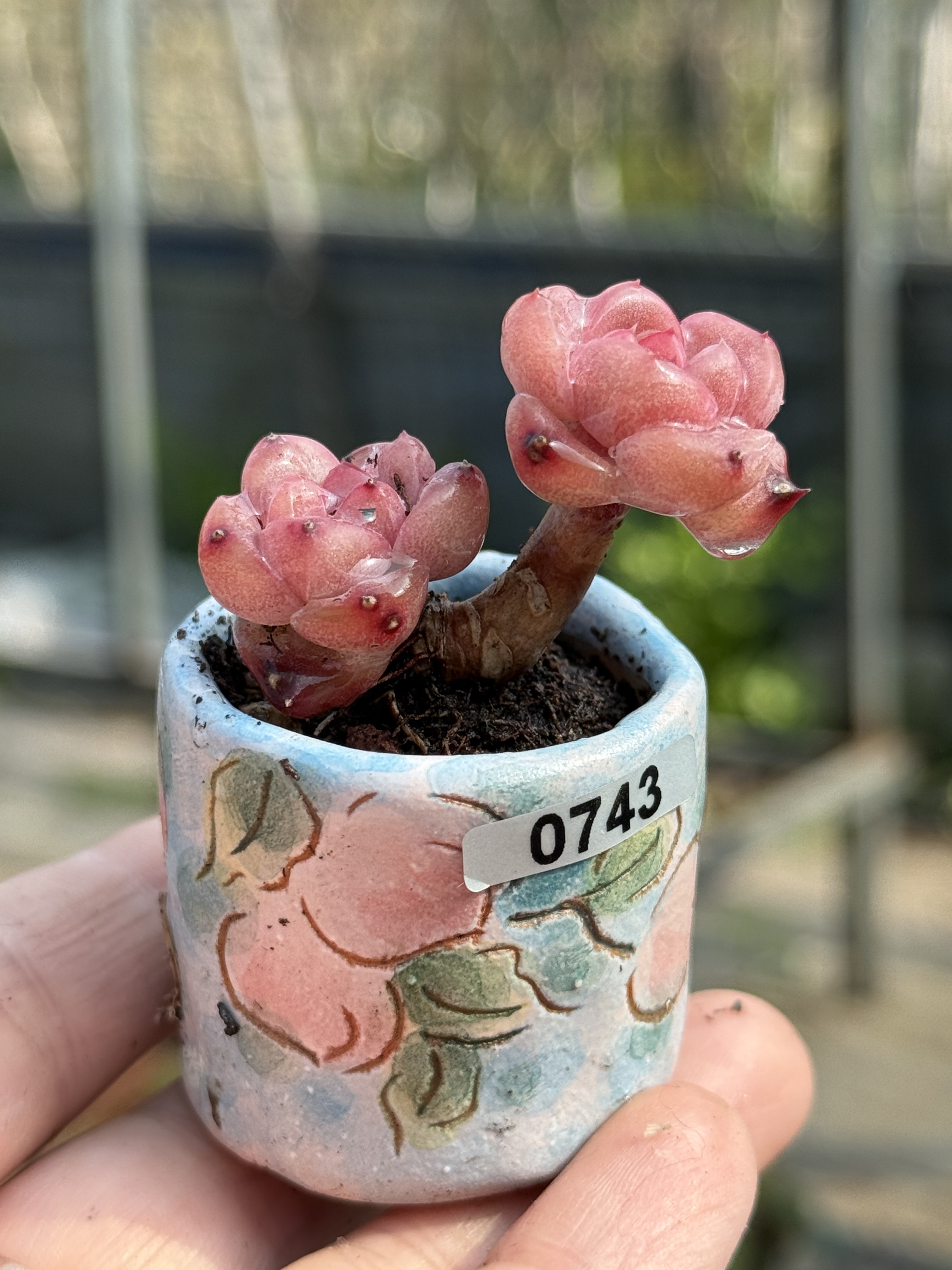 各种精控养迷你拇指小老桩多肉植物指尖多肉一物一拍适合2-5CM盆