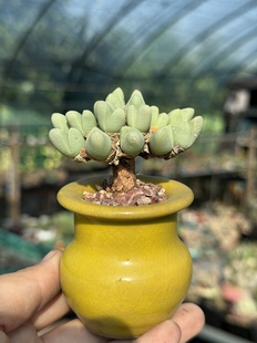 含盆 秋琴玉番杏科多肉植物藻玲玉属Gibbaeumpetrense一物一拍
