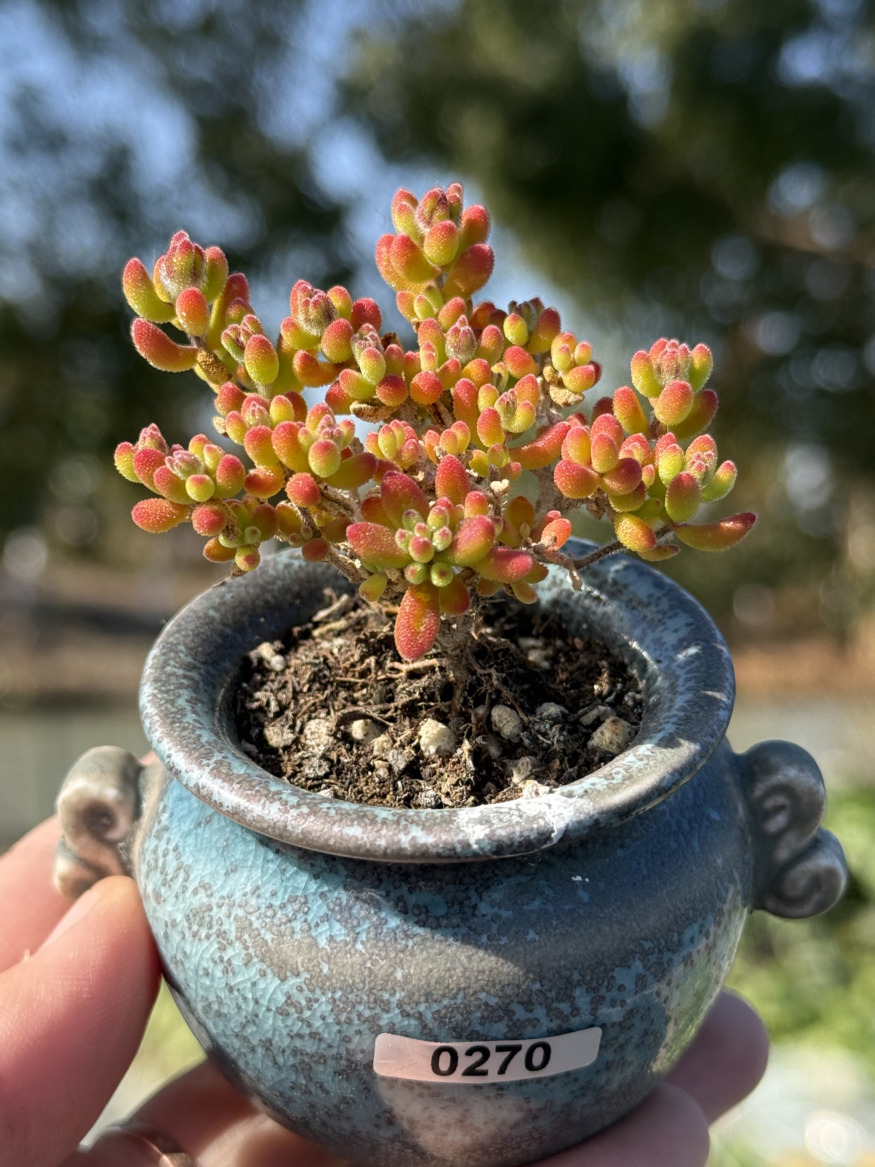 清棚处理，一物一拍红宝石枝干番杏拇指小老桩多肉植物