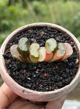 北斋玉扇锦玉露十二卷多肉植物名品大窗浓纹绿植一物一拍