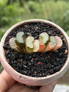 北斋玉扇锦玉露十二卷多肉植物名品大窗浓纹绿植一物一拍