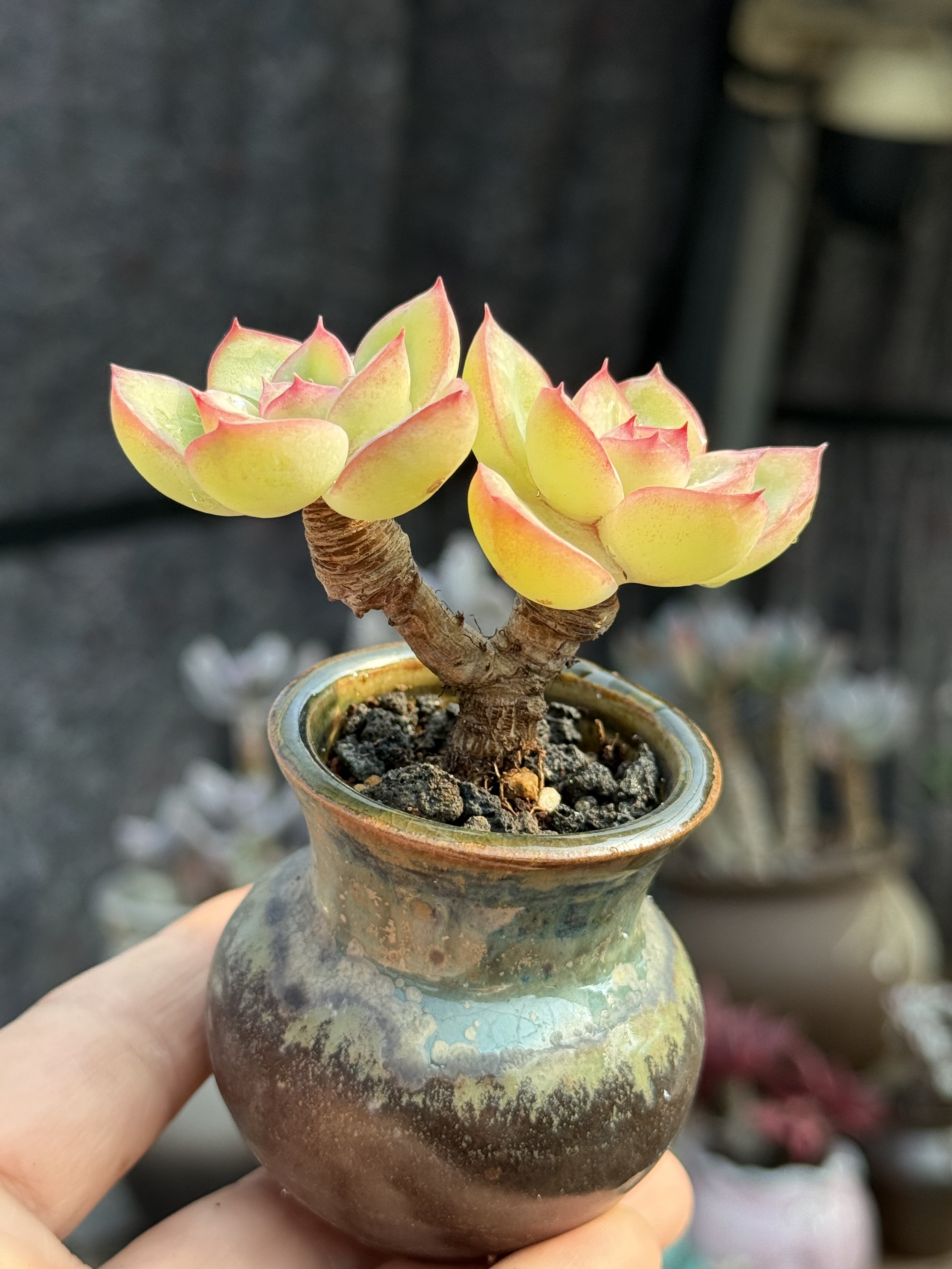 晨露红边多肉植物莲花好养