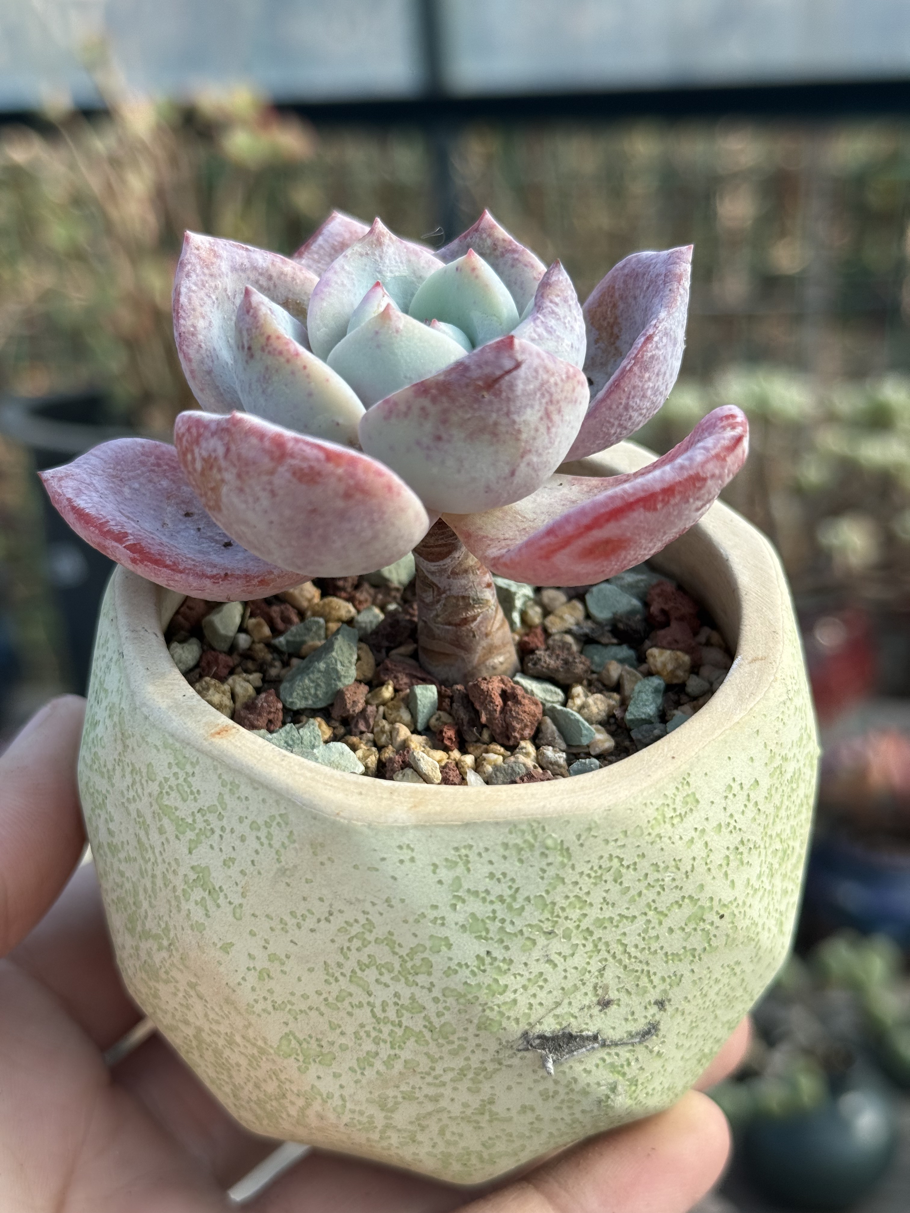 凤橙多肉植物橙梦露白凤杂交木质老桩精控养一物一拍