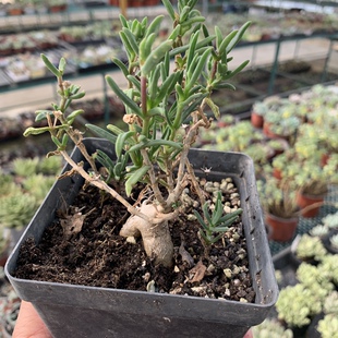 冰花萝卜根番杏科自花授粉参考七厘米盆10厘米盆大老桩块根植物