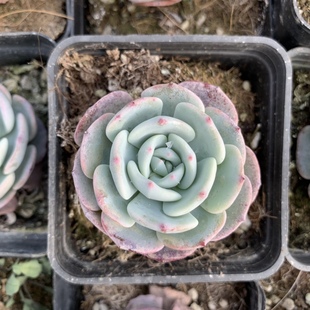 勃朗峰多肉7厘米方盆去甲醛防辐射适合盆栽阳台全场满18包邮