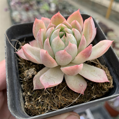 加勒比海蓝7厘米方盆多肉全场满18包邮