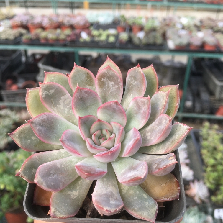 特价猎户座多肉四季可露养