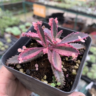 不死鸟锦马库斯锦劳尔锦鹿角海棠锦冬美人锦全场满18元包邮