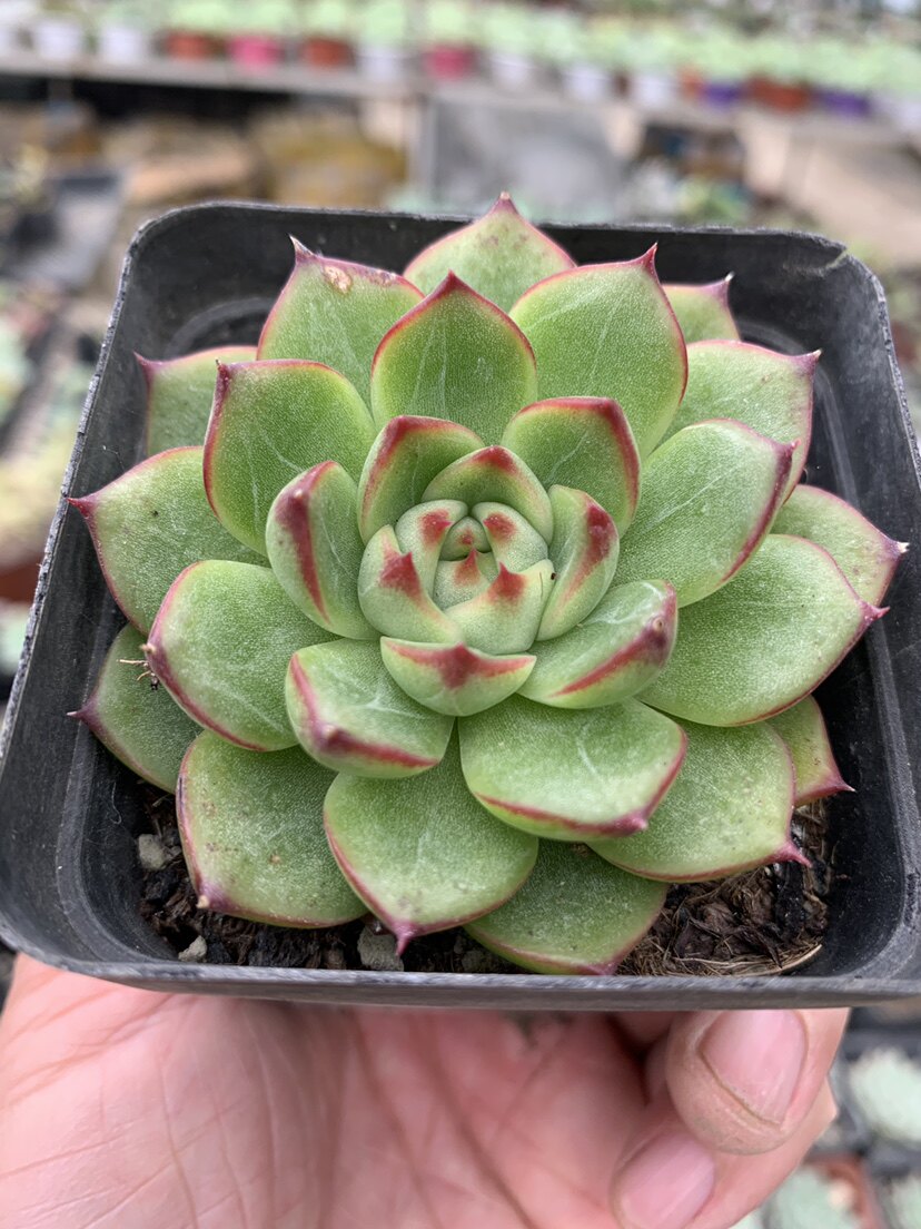 月亮石多肉7厘米方盆去甲醛防辐射适合盆栽阳台全场满18包邮