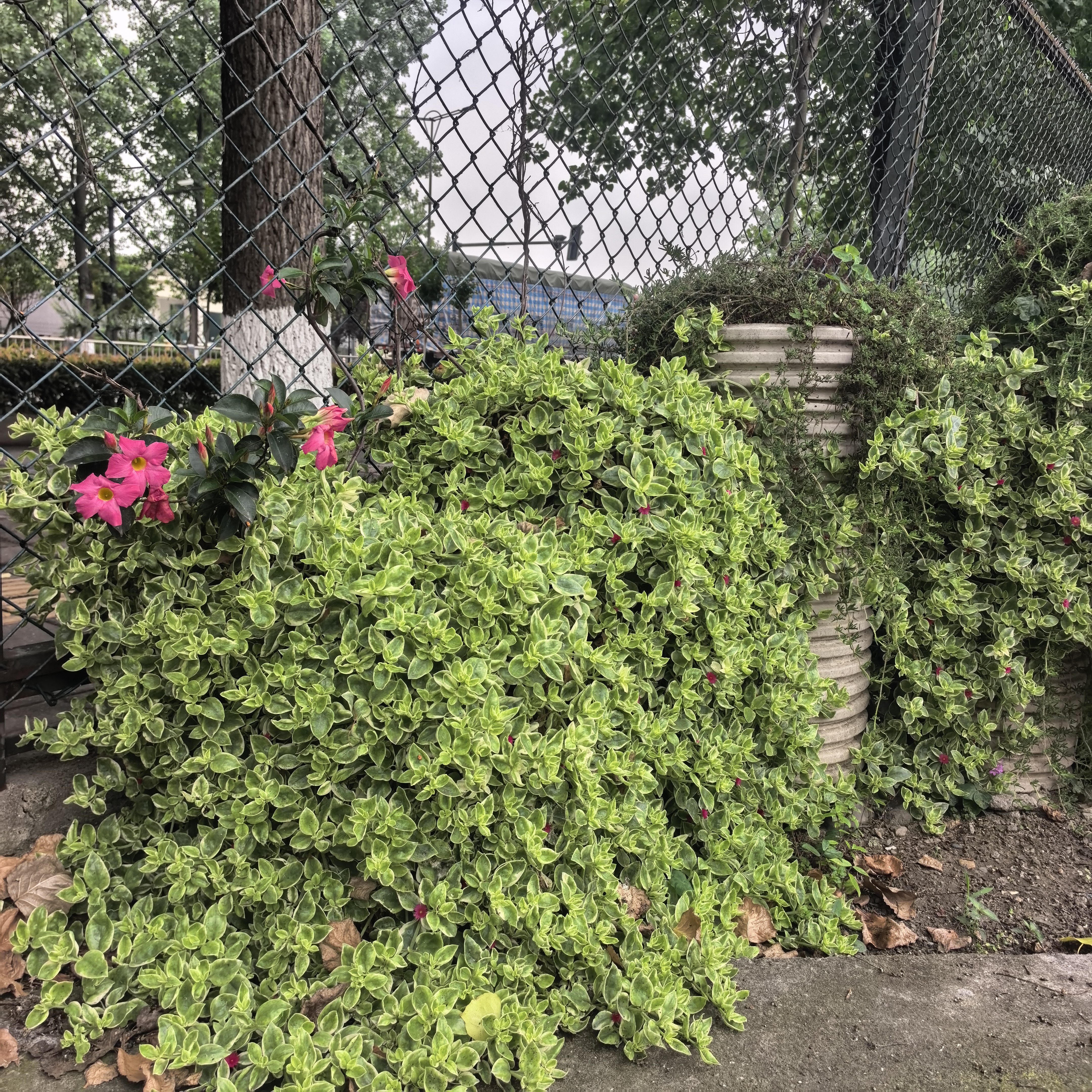 牡丹吊兰锦庭院植物去甲醛防辐射脱土发货全场满18包邮