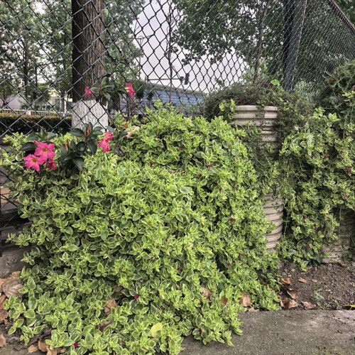 花蔓草锦开红色花吊篮垂吊植物