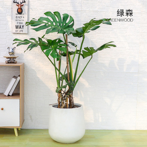 老桩大型盆栽植物净化空气