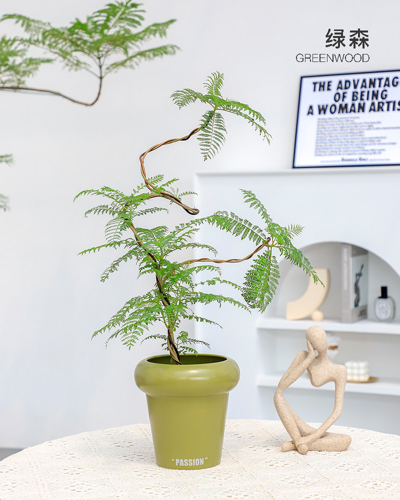 绿森 蓝花楹盆栽室内外艺术造型盆景桌面网红装饰植物