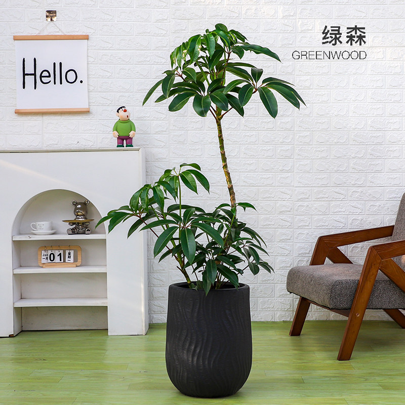 绿森保罗大叶伞盆栽室内客厅老桩观叶网红植物四季好养旺财保罗