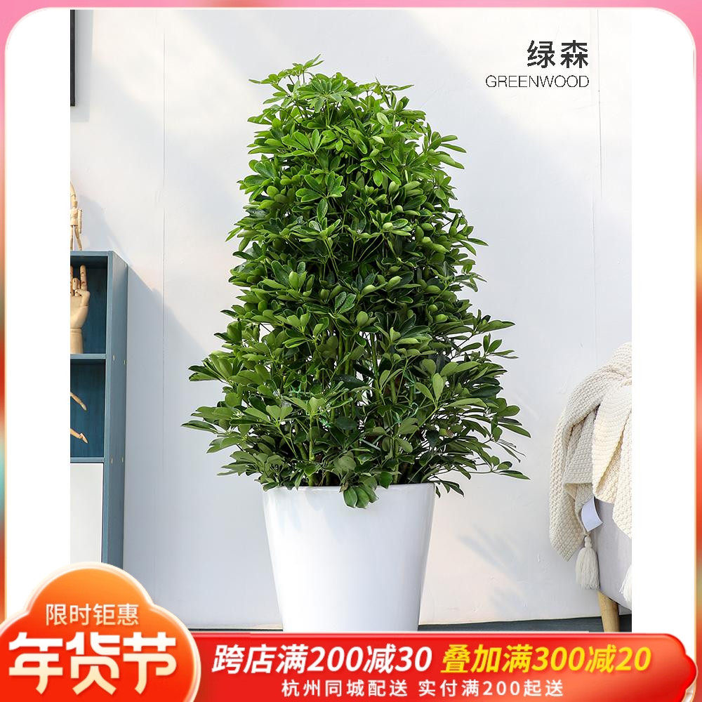 绿森鸭脚木盆栽招财树鹅掌柴大型绿植室内办公室吸尼古丁除甲醛